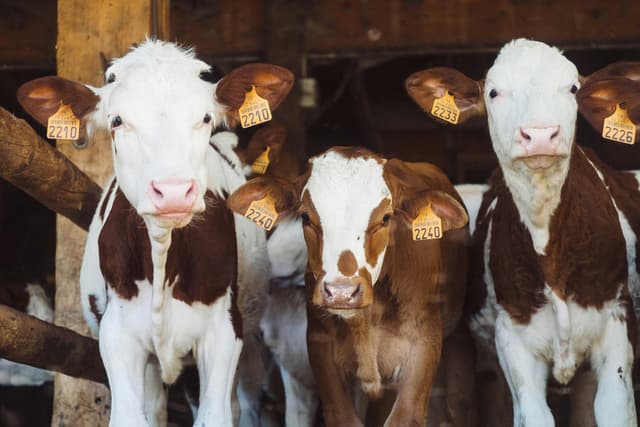 Animal Welfare