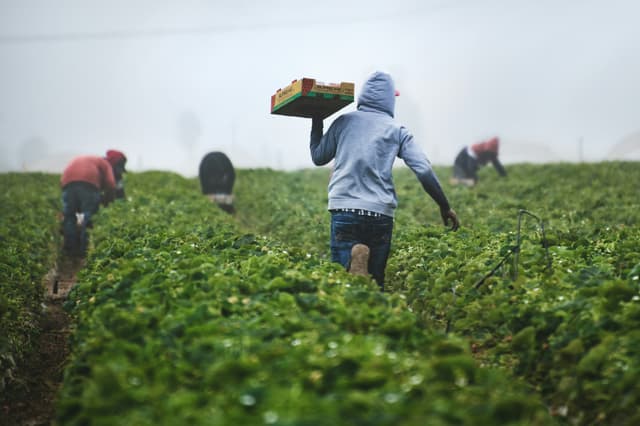 Organic Farming